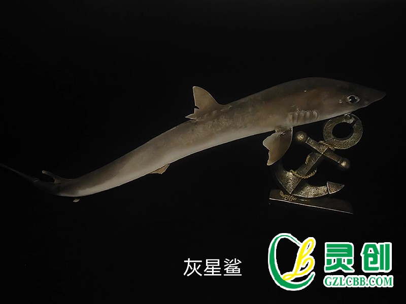 灰星鲨标本