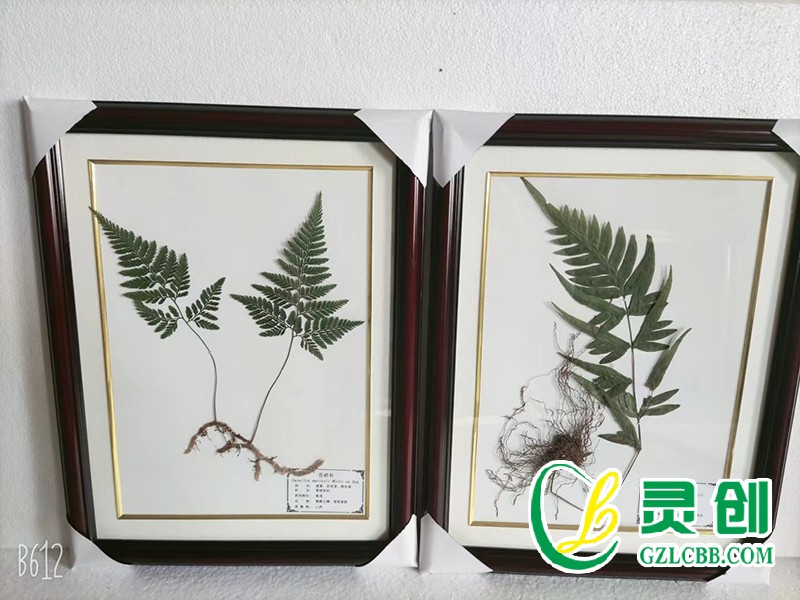 植物保色腊叶标本